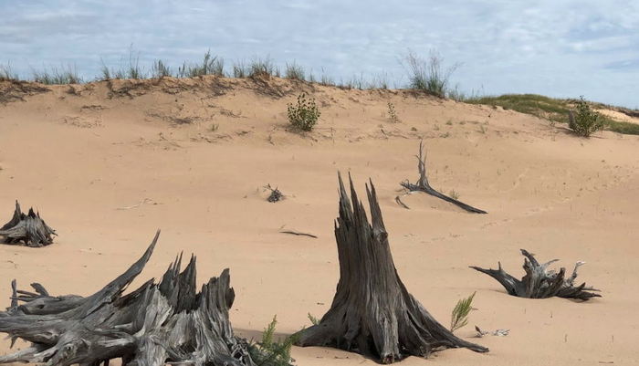 Mac Woods Dune Rides - 2022 Photos From Website (newer photo)